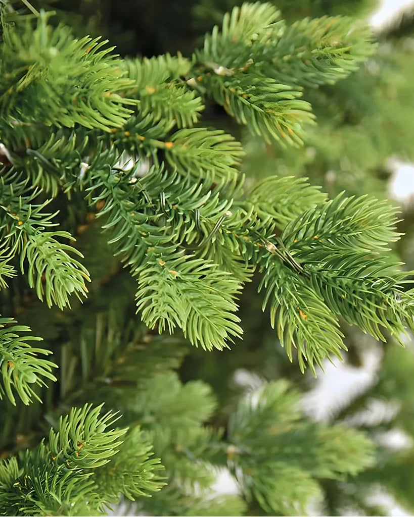 Viral Twinkle Tree — The Christmas Tree That Captures the Magic of Winter